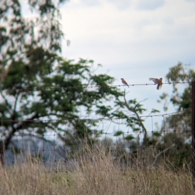 Microeca fascinans (Jacky Winter) at Yarragal, NSW - 29 Dec 2023 by Darcy