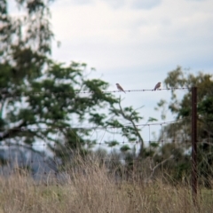 Microeca fascinans at Yarragal, NSW - suppressed