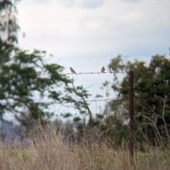 Microeca fascinans at Yarragal, NSW - suppressed