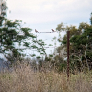 Microeca fascinans at Yarragal, NSW - suppressed