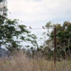 Microeca fascinans at Yarragal, NSW - 29 Dec 2023