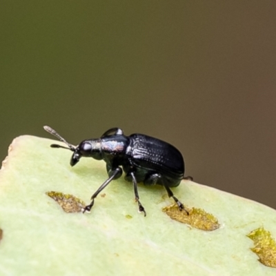 Euops sp. (genus) (A leaf-rolling weevil) at Block 402 - 28 Dec 2023 by Roger