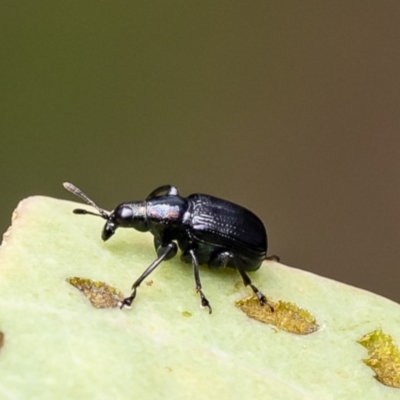Euops sp. (genus) (A leaf-rolling weevil) at Bluetts Block Area - 28 Dec 2023 by Roger