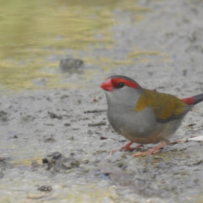 Neochmia temporalis (Red-browed Finch) at Tumut, NSW - 28 Dec 2023 by HelenCross
