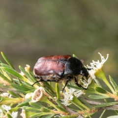 Bisallardiana gymnopleura (Brown flower chafer) at Denman Prospect, ACT - 28 Dec 2023 by Roger