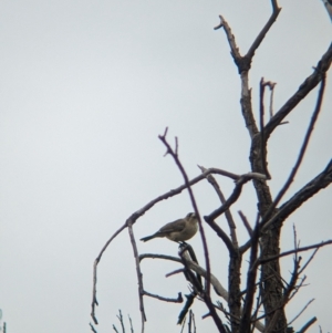 Aphelocephala leucopsis at Yarragal, NSW - suppressed