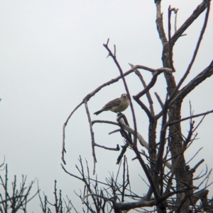 Aphelocephala leucopsis at Yarragal, NSW - suppressed