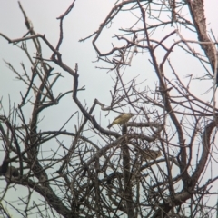 Acanthiza chrysorrhoa (Yellow-rumped Thornbill) at Yarragal, NSW - 29 Dec 2023 by Darcy