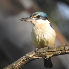 Todiramphus sanctus (Sacred Kingfisher) at Tumut, NSW - 28 Dec 2023 by HelenCross