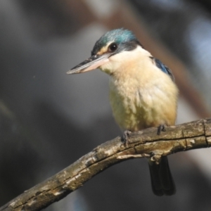 Todiramphus sanctus at Tumut, NSW - 28 Dec 2023 06:24 PM