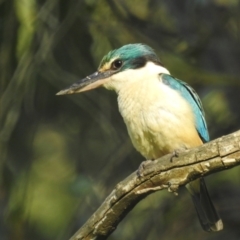 Todiramphus sanctus at Tumut, NSW - 28 Dec 2023