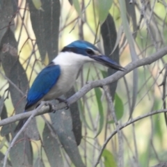 Todiramphus sanctus at Tumut, NSW - 28 Dec 2023