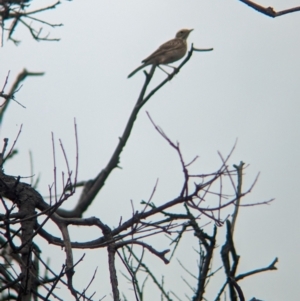 Anthus australis at Yarragal, NSW - 29 Dec 2023