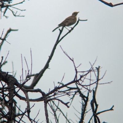 Anthus australis (Australian Pipit) at Yarragal, NSW - 29 Dec 2023 by Darcy