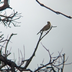 Anthus australis at Yarragal, NSW - 29 Dec 2023