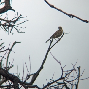 Anthus australis at Yarragal, NSW - suppressed