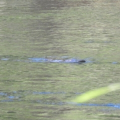 Ornithorhynchus anatinus (Platypus) at Bombowlee, NSW - 28 Dec 2023 by HelenCross