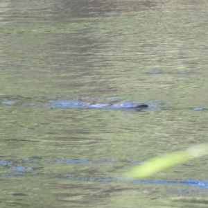 Ornithorhynchus anatinus at Bombowlee, NSW - 28 Dec 2023