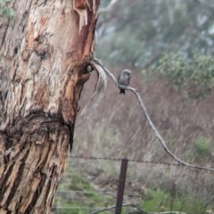 Artamus cyanopterus cyanopterus (Dusky Woodswallow) at Yarragal, NSW - 29 Dec 2023 by Darcy