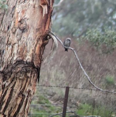 Artamus cyanopterus (Dusky Woodswallow) at Yarragal, NSW - 29 Dec 2023 by Darcy