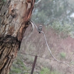 Artamus cyanopterus at Yarragal, NSW - suppressed