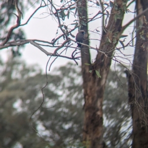 Artamus cyanopterus at Yarragal, NSW - suppressed