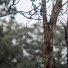 Artamus cyanopterus at Yarragal, NSW - suppressed