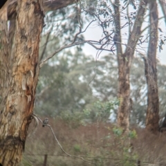 Artamus cyanopterus at Yarragal, NSW - suppressed