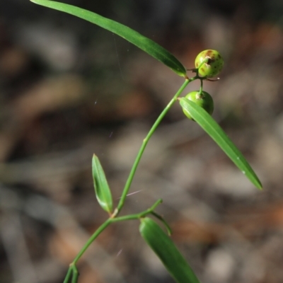 Geitonoplesium cymosum (Climbing Lily) at Stroud, NSW - 25 Dec 2023 by MaartjeSevenster