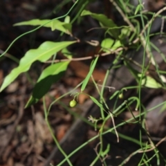 Geitonoplesium cymosum at Stroud, NSW - 26 Dec 2023
