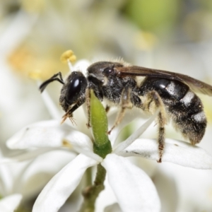 Lasioglossum (Chilalictus) sp. (genus & subgenus) at QPRC LGA - 29 Dec 2023