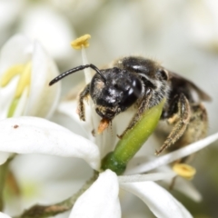 Lasioglossum (Chilalictus) sp. (genus & subgenus) at QPRC LGA - 29 Dec 2023