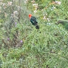 Alisterus scapularis (Australian King-Parrot) at Watson, ACT - 29 Dec 2023 by abread111