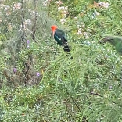 Alisterus scapularis (Australian King-Parrot) at Watson, ACT - 29 Dec 2023 by abread111