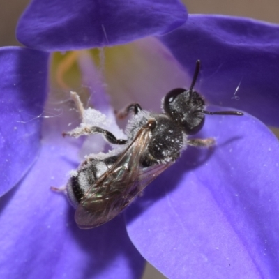 Lasioglossum (Chilalictus) sp. (genus & subgenus) (Halictid bee) at Jerrabomberra, NSW - 29 Dec 2023 by DianneClarke