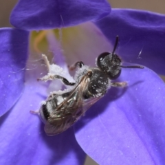 Lasioglossum (Chilalictus) sp. (genus & subgenus) (Halictid bee) at QPRC LGA - 29 Dec 2023 by DianneClarke