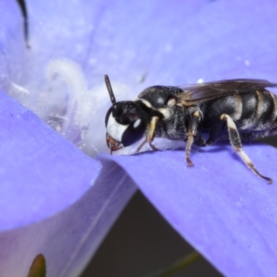 Hylaeus (Pseudhylaeus) albocuneatus (Hylaeine colletid bee) at Jerrabomberra, NSW - 29 Dec 2023 by DianneClarke