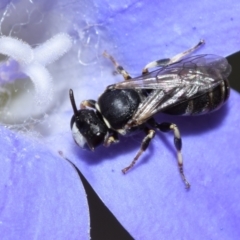 Hylaeus (Pseudhylaeus) albocuneatus at QPRC LGA - 29 Dec 2023 03:01 PM