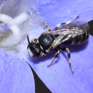 Hylaeus (Pseudhylaeus) albocuneatus at QPRC LGA - 29 Dec 2023 03:01 PM