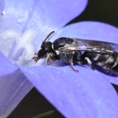 Hylaeus (Pseudhylaeus) albocuneatus at QPRC LGA - 29 Dec 2023 03:01 PM