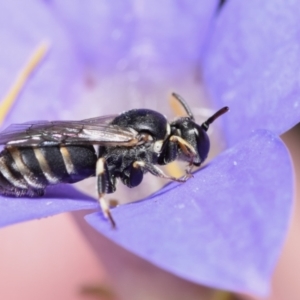 Hylaeus (Pseudhylaeus) albocuneatus at QPRC LGA - 29 Dec 2023 03:01 PM