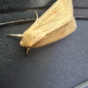 Mythimna (Pseudaletia) convecta at Watson, ACT - 27 Dec 2023