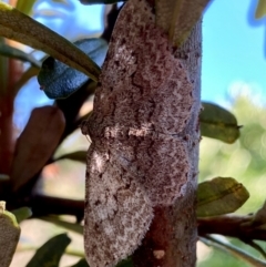 Psilosticha absorpta (Fine-waved Bark Moth) at Burradoo, NSW - 15 Dec 2023 by GlossyGal