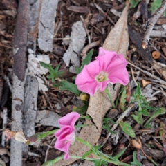 Convolvulus angustissimus subsp. angustissimus (Australian Bindweed) at Watson, ACT - 29 Dec 2023 by abread111