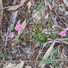 Convolvulus angustissimus subsp. angustissimus at Watson, ACT - 29 Dec 2023