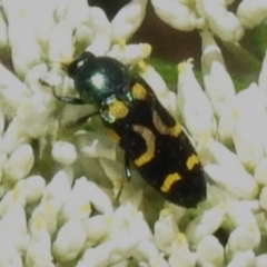 Castiarina flavopicta (Flavopicta jewel beetle) at Tidbinbilla Nature Reserve - 28 Dec 2023 by JohnBundock