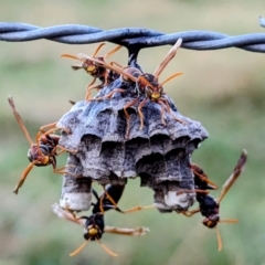 Polistes (Polistella) humilis (Common Paper Wasp) at Bombowlee, NSW - 27 Dec 2023 by HelenCross