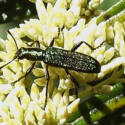 Eleale aspera (Clerid beetle) at Tidbinbilla Nature Reserve - 28 Dec 2023 by JohnBundock