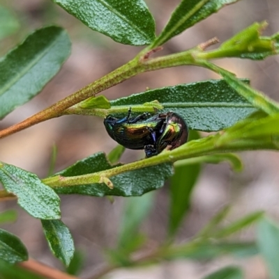 Callidemum hypochalceum (Hop-bush leaf beetle) at Tidbinbilla Nature Reserve - 29 Dec 2023 by Rebeccajgee