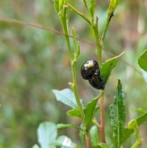 Callidemum hypochalceum at Tidbinbilla Nature Reserve - 29 Dec 2023